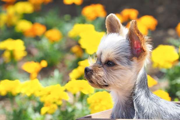 動物に関わる仕事がしたい 動物の仕事5選 日本生活環境支援協会