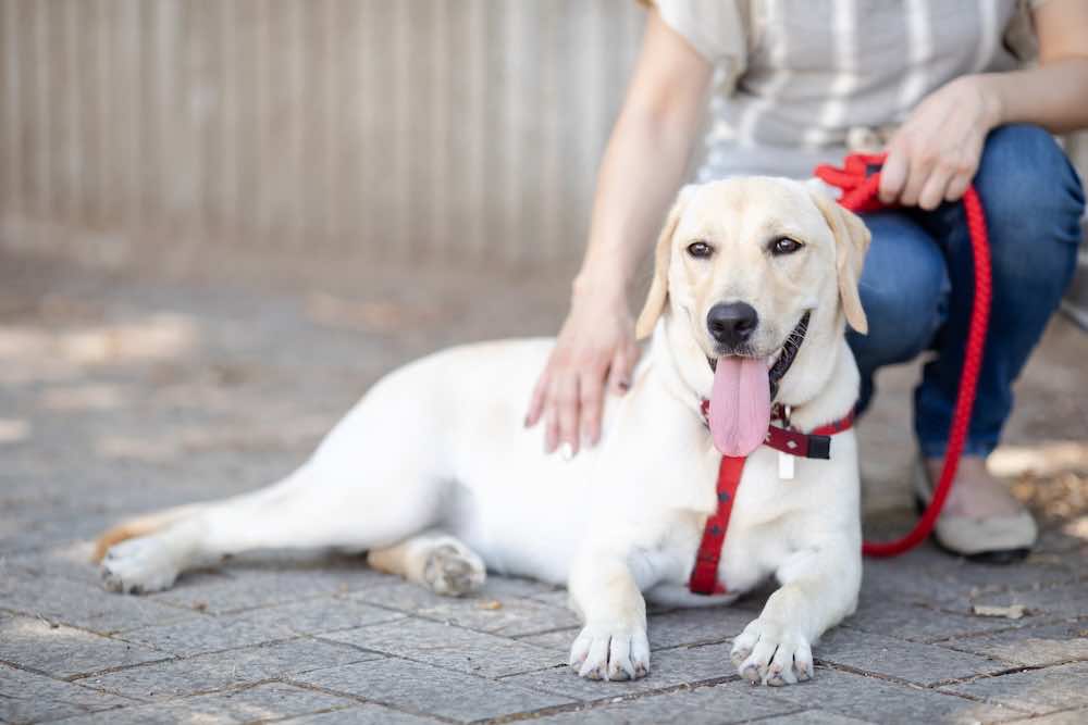 犬種標準（スタンダード）とは？犬の種類や特徴、標準の問題点