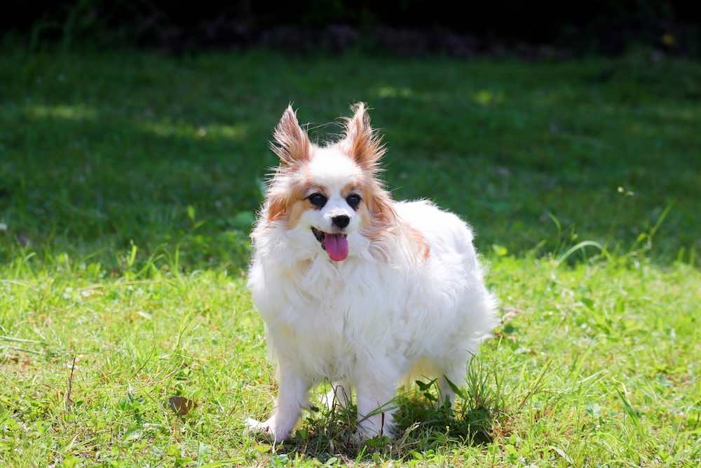 犬のブリーダーになるには？必要な資格やスキル・キャリアの流れを解説！