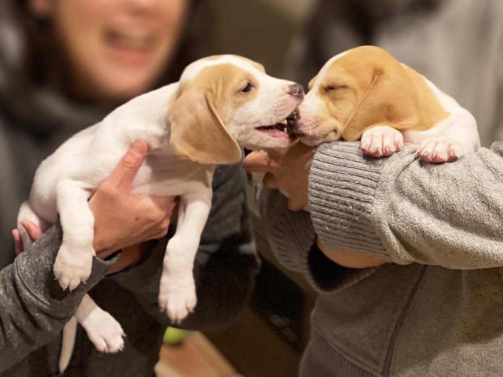 犬種標準（スタンダード）とは？犬の種類や特徴、標準の問題点