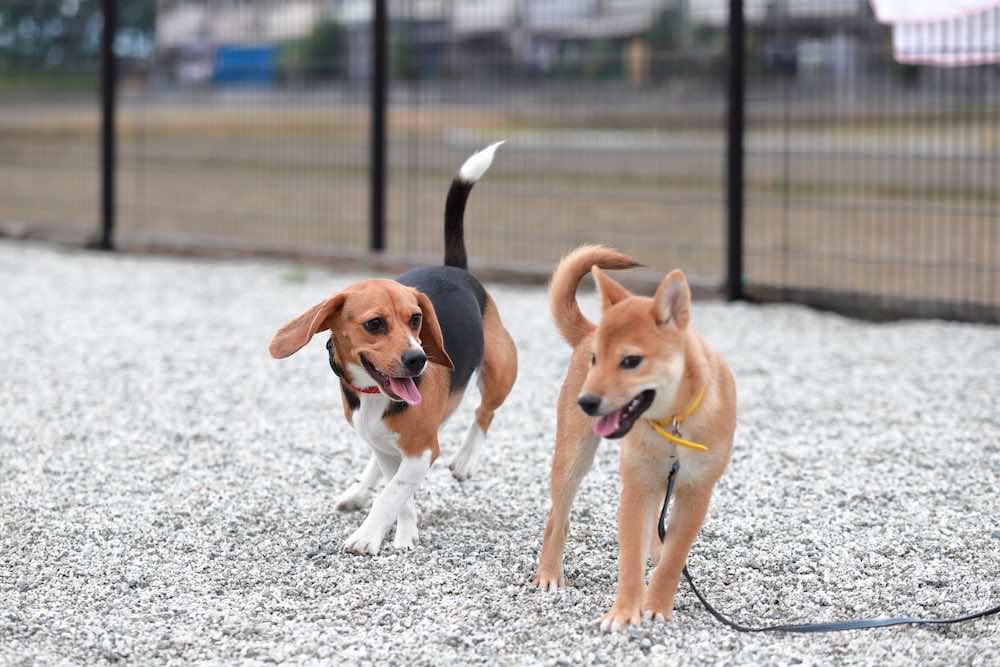 犬を繁殖する方法とは？繁殖期や交配の注意点を解説！