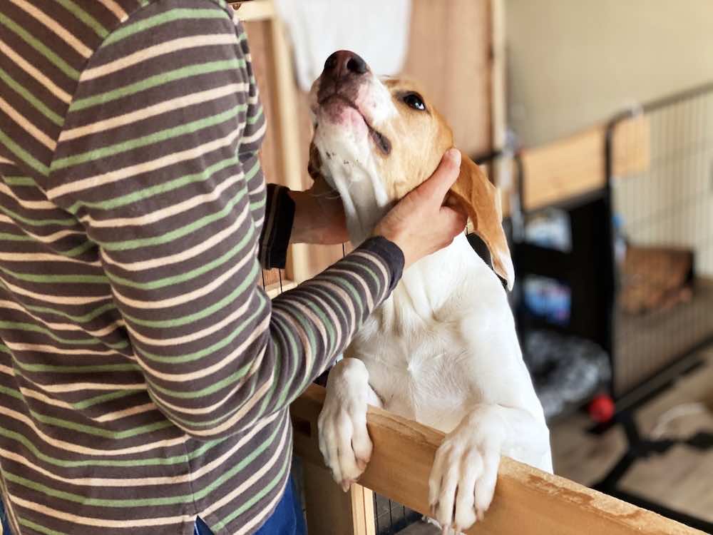 犬のブリーダーになるには？必要な資格やスキル・キャリアの流れを解説！