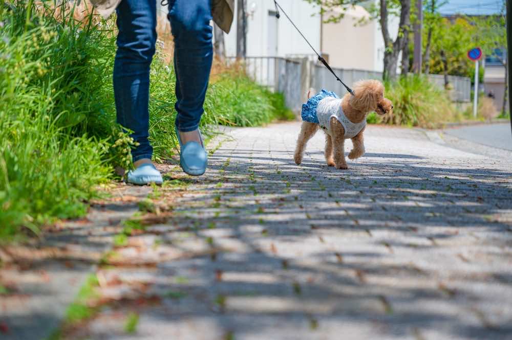 ドッグトレーナーの給料は安い？平均年収や収入アップの方法を解説