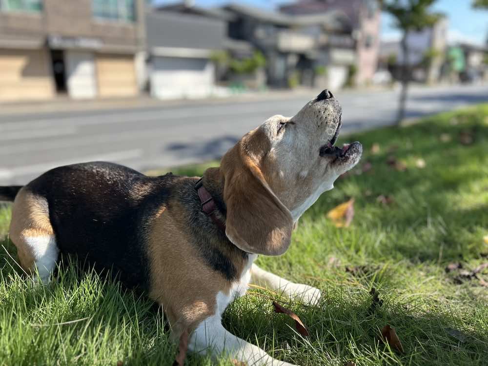 犬が無駄吠えする理由とは？直し方や対策・トレーニング法を解説