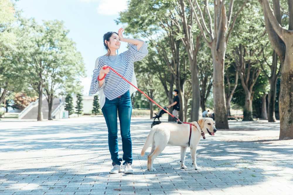 犬との主従関係の作り方とは？確認方法やホールディングの教え方も解説