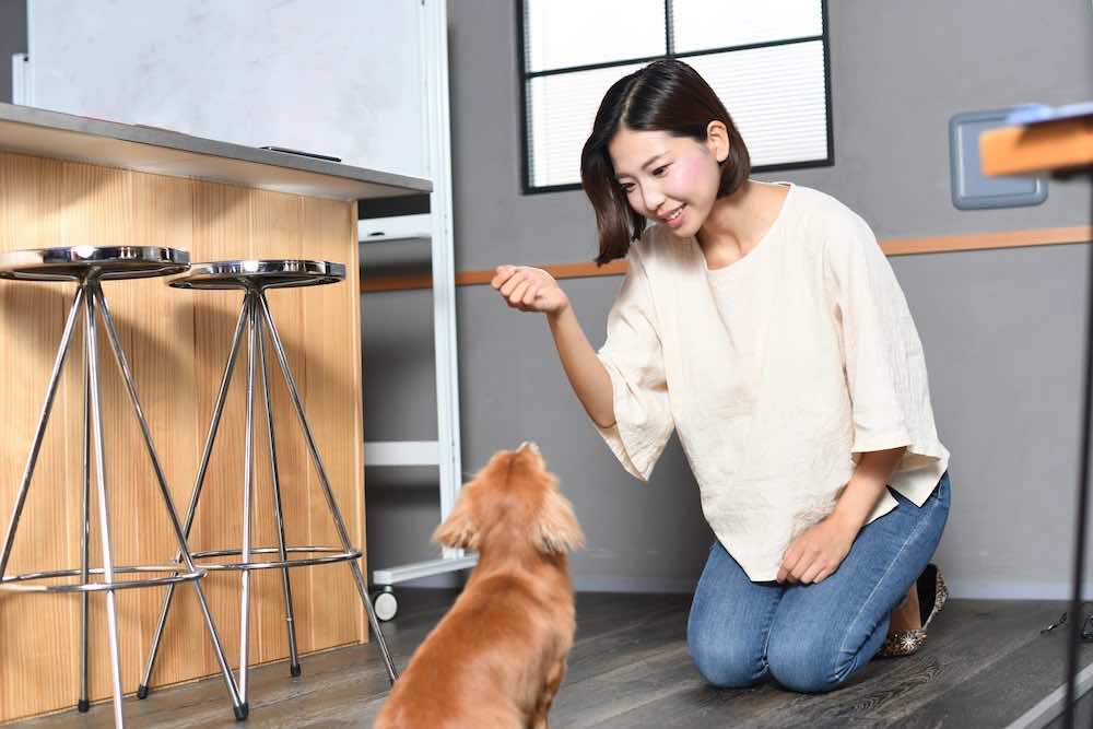 犬のコマンドとは？教え方や種類を一覧で解説！