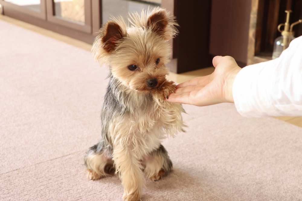 犬のコマンドとは？教え方や種類を一覧で解説！