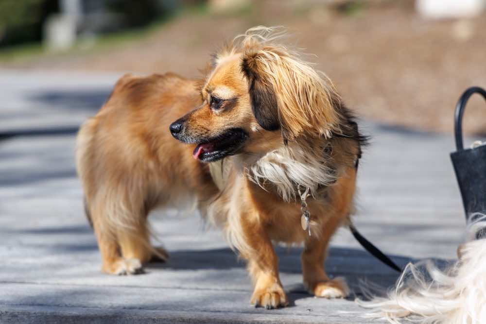 犬のマズルコントロールはよくない？正しいやり方や基本知識を解説！