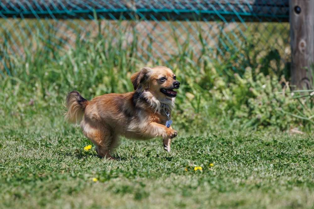 犬の問題行動とは？種類の一覧、しつけやトレーニング法も解説