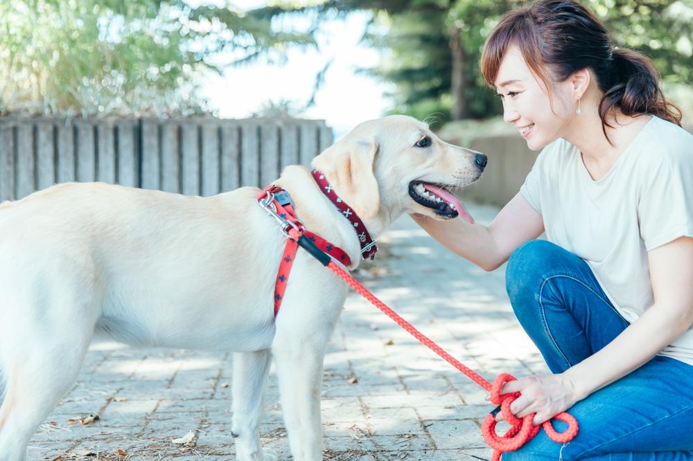 ペットシッターになるための勉強時間は？効率的な勉強法や合格率について