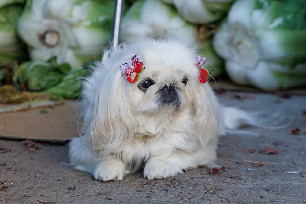 犬が目をそらす理由とは？アイコンタクトでわかる心理と接し方