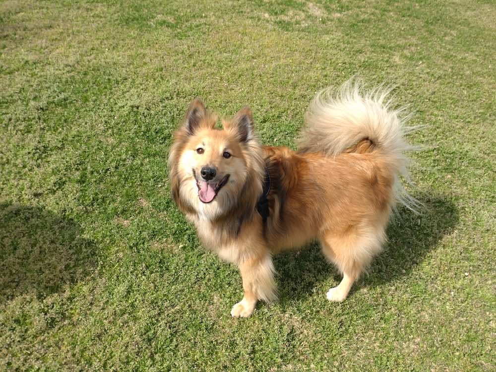 しぐさでわかる犬の気持ちや心理！それぞれの意味を理解しよう