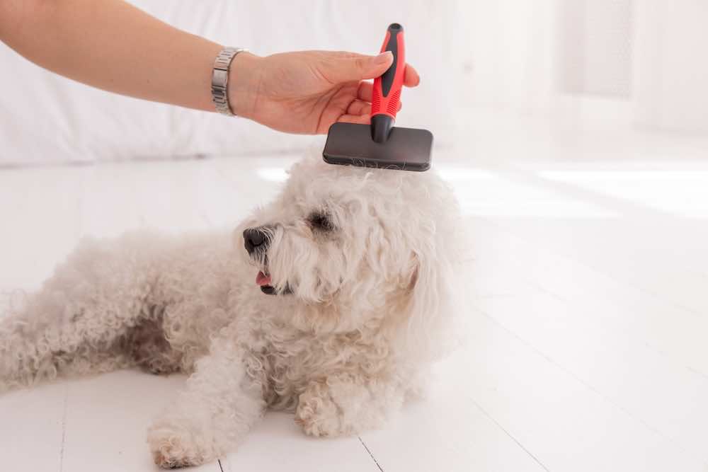 犬の散髪は自宅でも可能？やり方や頻度・注意点を解説