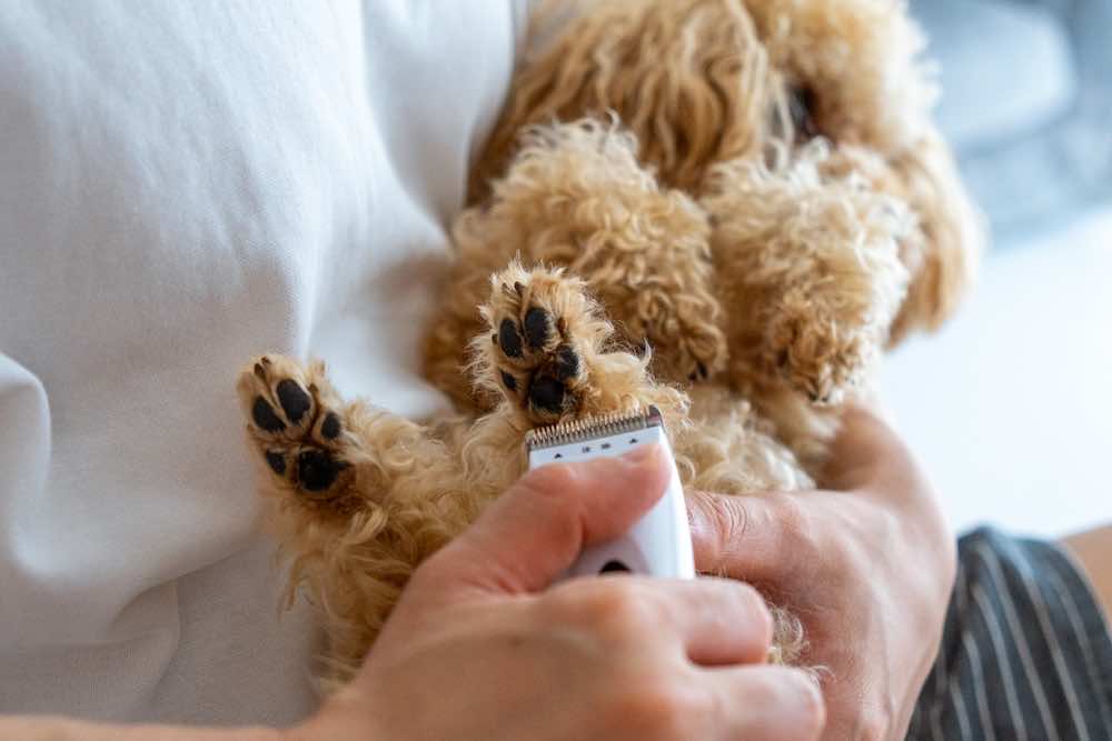 犬の足裏カットのやり方は？頻度や注意点・初心者におすすめなバリカンを紹介